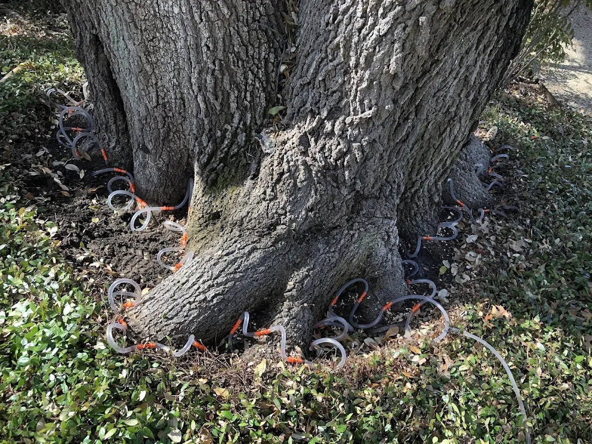 Detailed Tree Cabling and Bracing job site in New Holland
